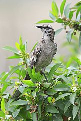 Long-tailed Mockingbird